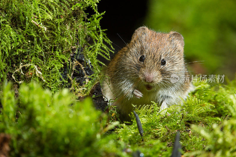 银行田鼠（Myodes glareolus）